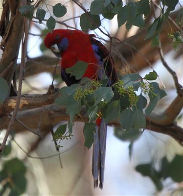 Crimson-Rosella-14-09-2015-(Long-Forest-Canopus)