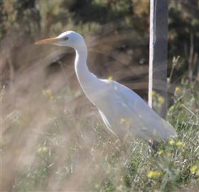 Eastern Cattle Egret-27-04-2016 W'town Wetlands