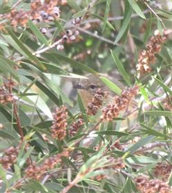 Yellow -Thornbill 15-02-2017