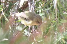 Yellow-Thornbill 15-02-2017