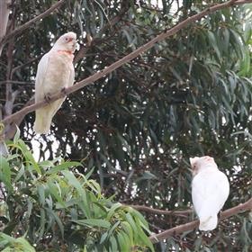 Long-billed-Corella-24-12-2017 (DylanC)