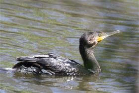 Great-Cormorant-04-01-2018