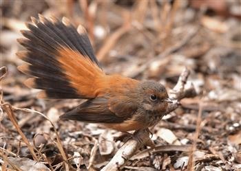 Rufous-Fantail-Newport-Lakes-(Dot-Jenkins)-03-04-2018