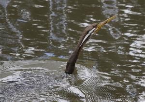 Australasian-Darter-03-11-2017