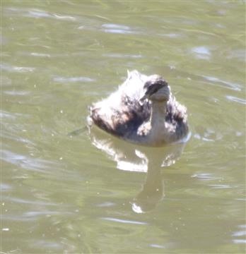 Hoary-headed-Grebe-04-04-2018