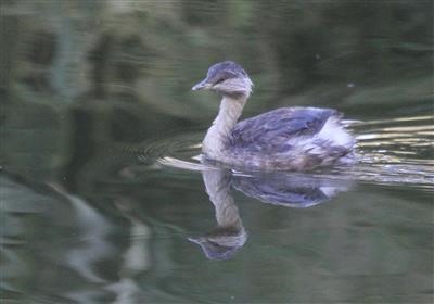 Hoary-headed-Grebe-06-04-2018