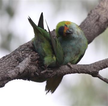 Purple-crowned-Lorikeet-(Fooling-Around)-06-04-2018