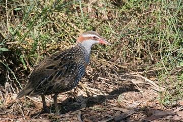 Buff-banded-Rail-04-04-2017-WTP-David Jenkins