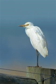 Eastern-Cattle-Egret-15-05-2014-WTP-David Jenkins