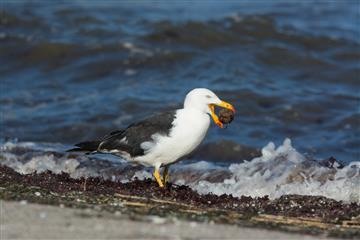 Pacific-Gull-11-04-2017-WerribeeSouthBeach-David Jenkins