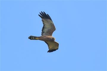 Spotted-Harrier-22-07-2017-WerribeeRiverPark-David Jenkins