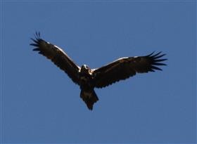 Wedge-tailed Eagle 23-11-2017-Glenmore (1)