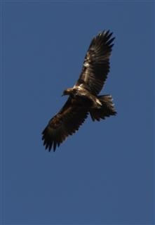 Wedge-tailed Eagle 23-11-2017-Glenmore (2)