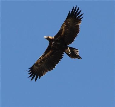 Wedge-tailed Eagle 23-11-2017-Glenmore (3)