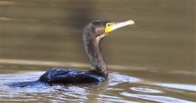 Great-Cormorant-11-11-2018