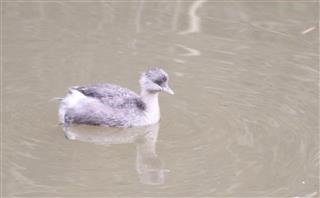 Hoary-headed-Grebe-27-06-2018