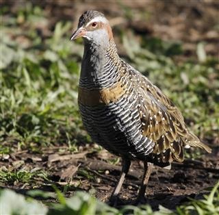 bBuff-Banded-Rail-06-06-2015-Serendip