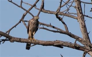 Brown-Goshawk-01-12-2018