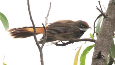 Rufous-Fantail-10-03-2019