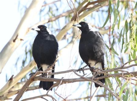 Australian-Magpie-27-02-2019