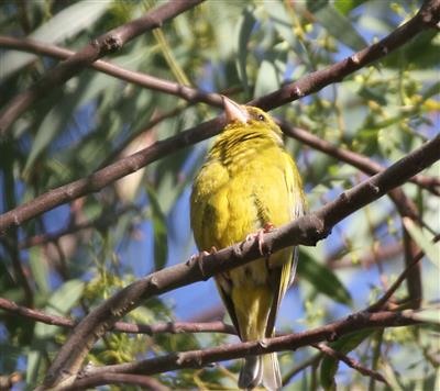 European-Greenfinch-30-01-2019