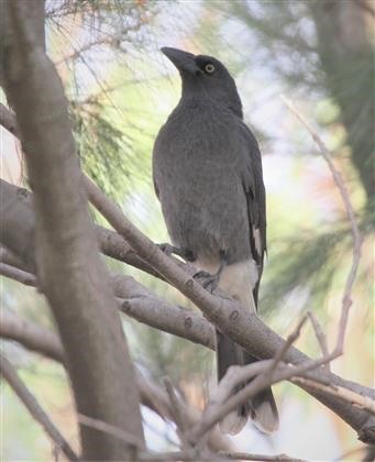 Pied-Currawong-18-03-2019-(4)