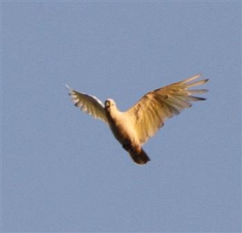 Sulphur-crested-Cockatoo-16-03-2019-IMG_9771