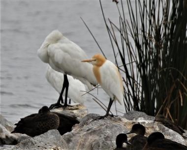 Eastern-Cattle-Egret-25-11-2018-W'town Wetlands