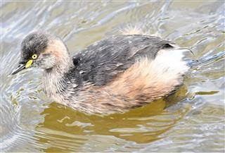 Australasian-Grebe-10-05-2019-(Serendip)