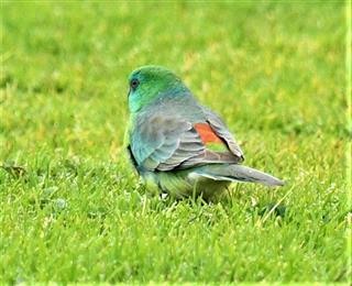 Red-rumped-Parrot 22-08-2019 LT1-0970