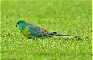 Red-rumped-Parrot 22-08-2019 LT1-0973