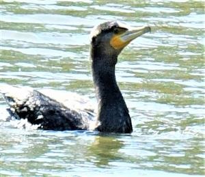 Great-Cormorant-22-08-2019-LT1_1032 (2)