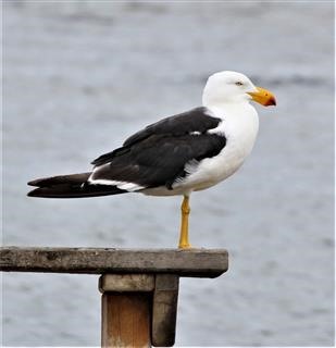 Pacific-Gull-31-03-2019-Paisley-Challis-Wetlands-IMG_9833 (2)