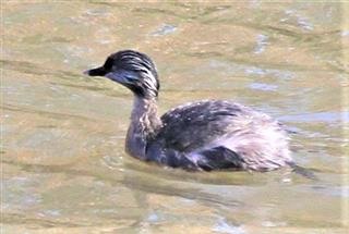 Hoary-headed-Grebe-04-08-2016