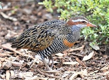 Buff-banded-Rail- 02-07-2019 - Serendip