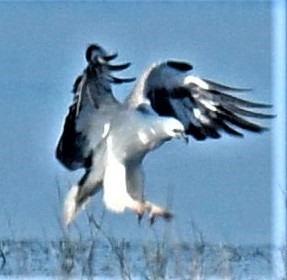 White-bellied-Sea-Eagle-04-09-2019-Lake Modewarre