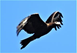 Wedge-tailed-Eagle-09-08-2015-Long-Forest-Canopus