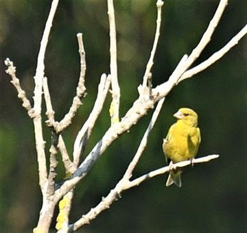 European-Greenfinch-09-01-2020-LT1_3422 (2)