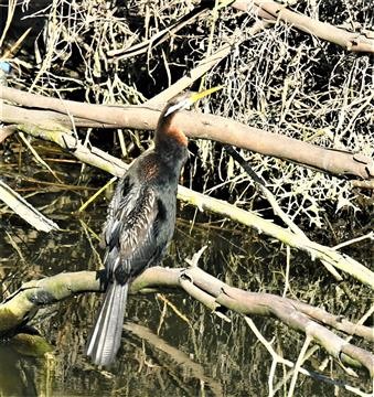 Australasian-Darter 24-10-2019-LT1_2615 (2)