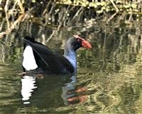 Austalasian-Swamphen-14-10-2019-LT1_2376