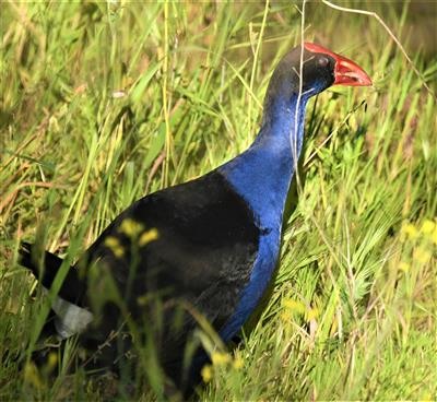 Australasian-Swamphen-24-10-2019-LT1_2605