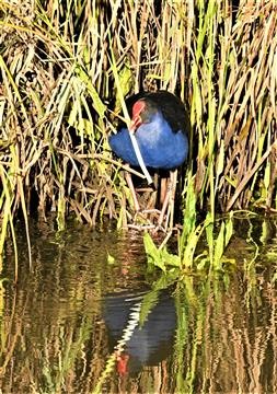 Australasian-Swamphen-08-03-2020-LT1_3959