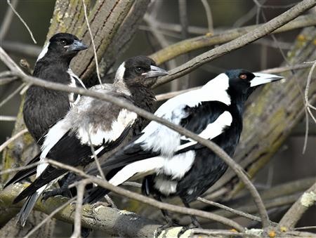 Auustralian-Magpie-19-10-2019-LT1_2443 (2)