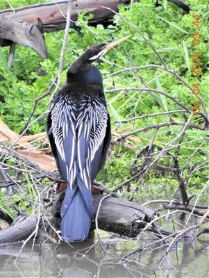 Australasian-Darter-04-04-2020-Veronica-DSCN2599