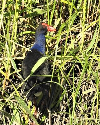 Australasian-Swamphen-16-11-2019-Veronica-DSCN0720