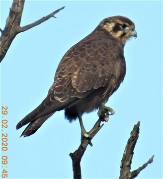 Brown-Falcon-29-02-2020-Veronica-DSCN2262