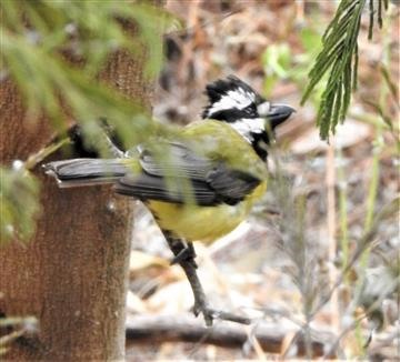 Crested-Shrike-tit-10-12-2020-Veronica-DSCN1316