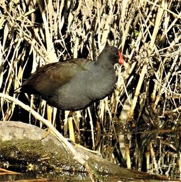 Dusky-Moorhen-16-11-2019-Veronica-DSCN0702