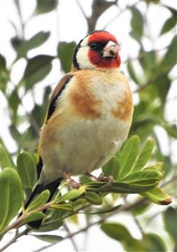 European-Goldfinch-15-12-2019-Veronica-DSCN1372