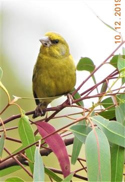 European-Greenfinch-10-12-2019-Veronica-DSCN1285